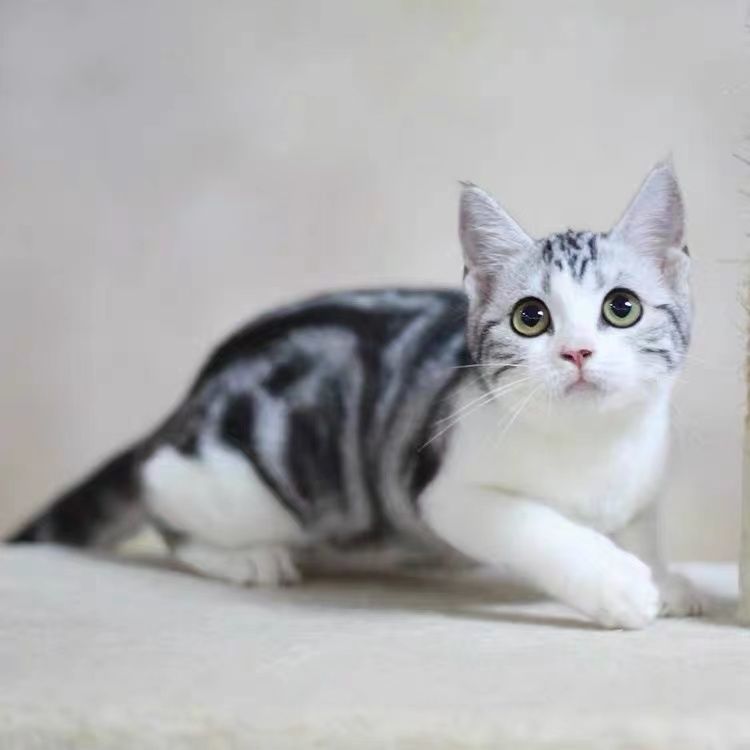 纯种美短起司猫活物活体宠物幼崽仔成年虎斑猫加白蓝猫蓝胖子包活