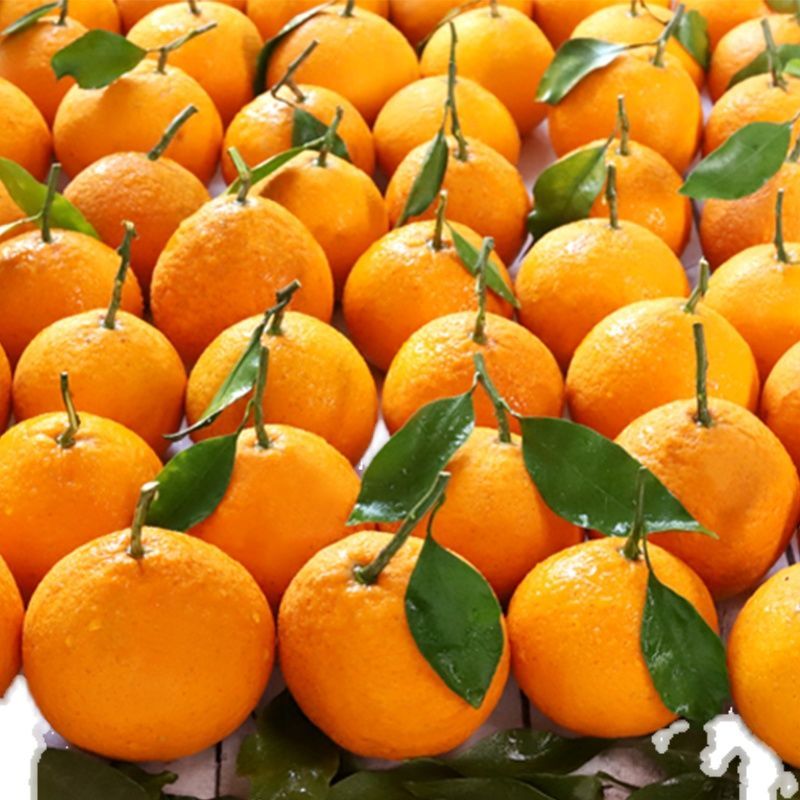 【果冻橙】正宗四川青见柑橘新鲜应季水果橙子甜橘子非丑橘耙耙柑