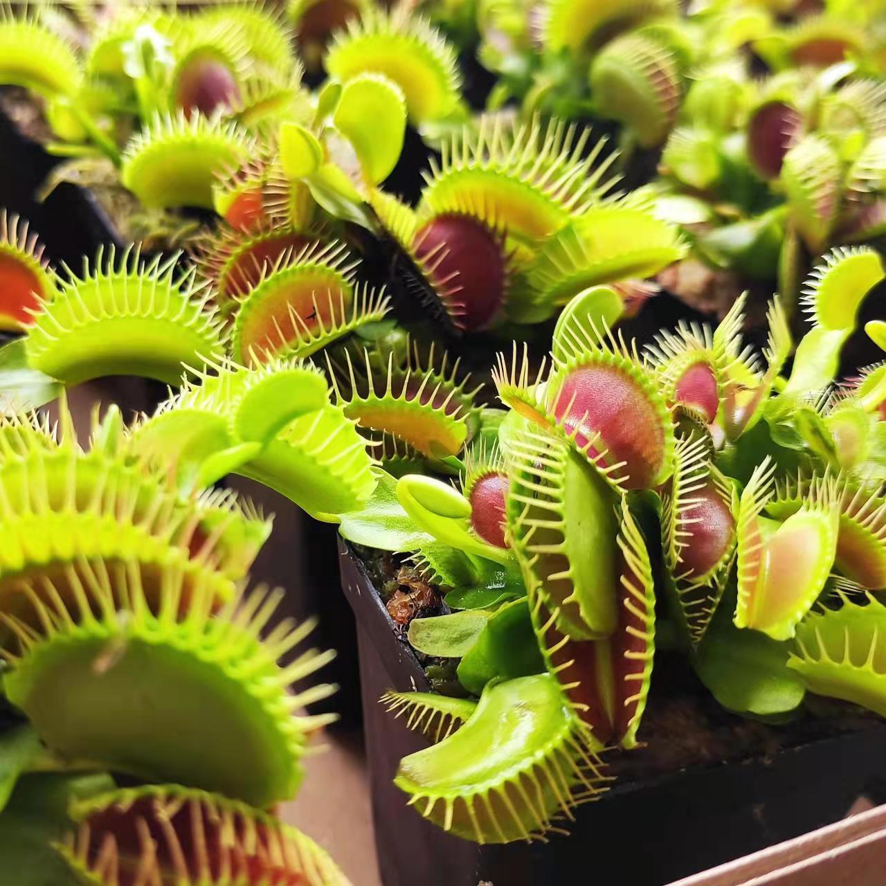 水培捕蝇草好养猪笼草食虫植物食人花盆栽甲醛捕虫草驱蚊水培桌面 4月30日发完 虎窝拼