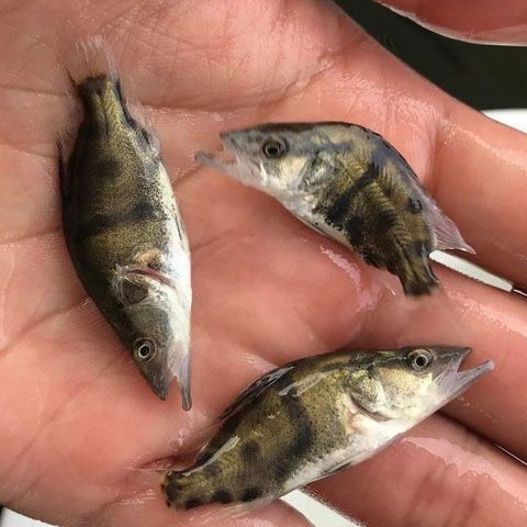 正宗桂花斑鳜鱼苗大眼翘嘴凶猛路亚肉食淡水养殖免邮优质季花直销
