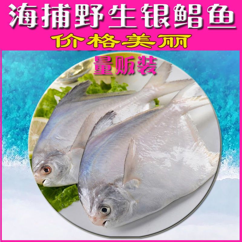 新鲜急冻 鲳鱼新鲜舟山白鲳鲳鳊鱼银鲳鱼平鱼家庭常备海鲜水产 15天内发货 虎窝拼