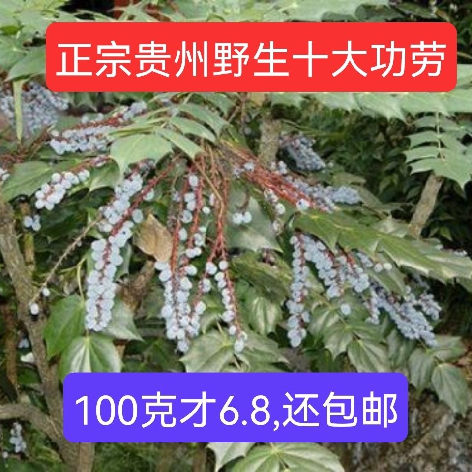 贵州野生十大功劳,刺黄莲,土黄莲,切片包邮.
