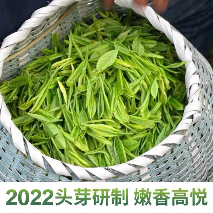 古丈毛尖茶叶特级嫩芽浓香型绿茶2022新茶湖南茶叶特产