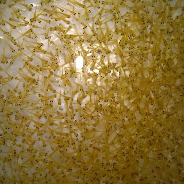 锦鲤水花鱼苗丹顶昭和观赏鱼活体