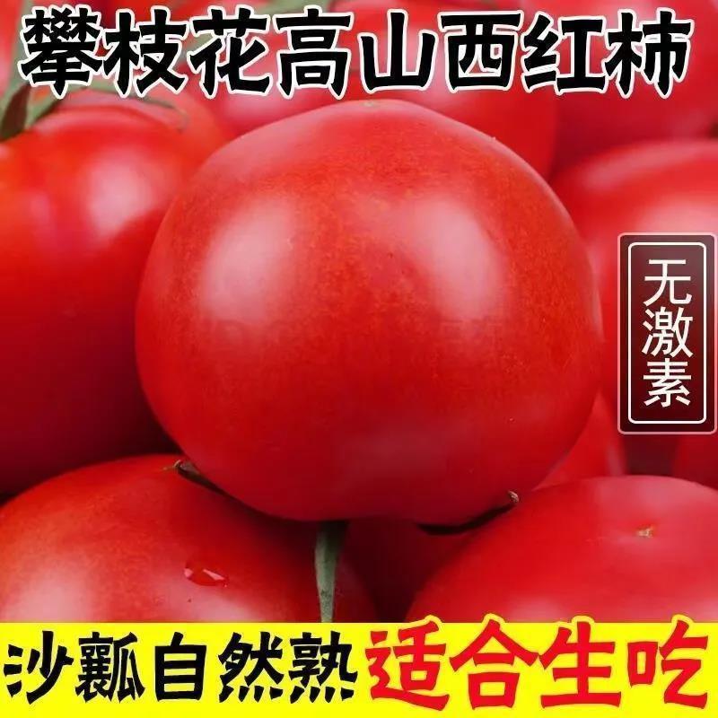 【10斤装沙瓤自然熟西红柿】新鲜蔬菜 现摘露天可生吃大小番茄2斤
