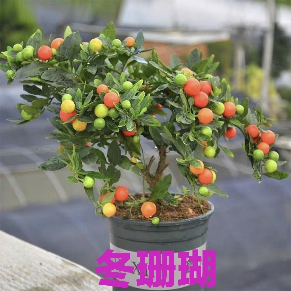 珊瑚豆娇小而又坚韧,红果如瑙似豆,盆栽养护注意什么问题?