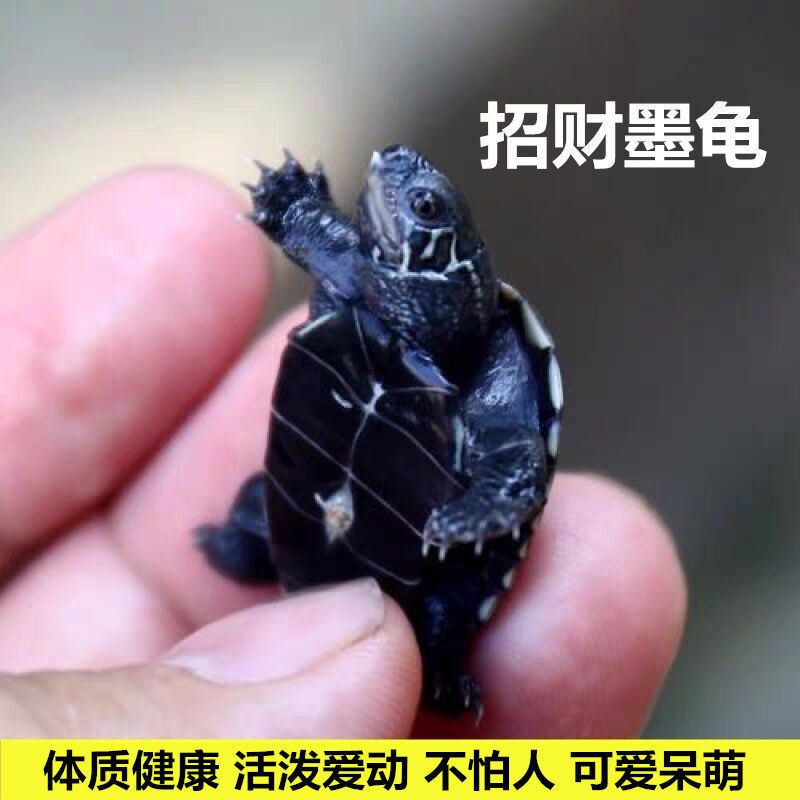 网红认主人迷你黑腹乌龟宠物活体玄武小乌龟苗长寿迷你家养送饲料
