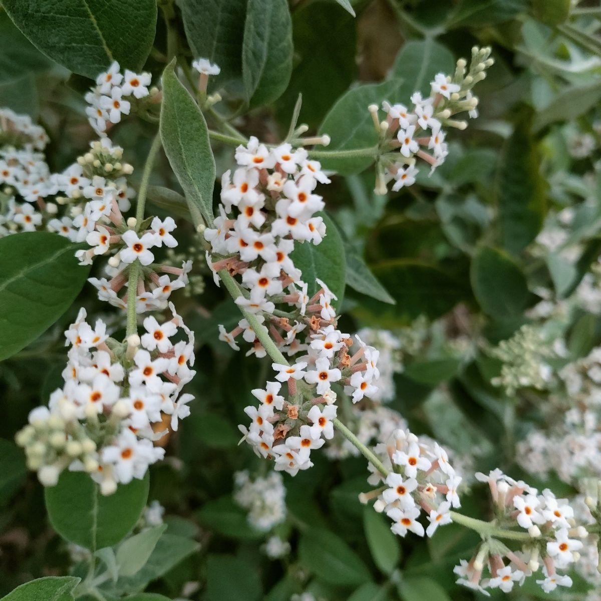 贵州天然植物染料黄饭花蜜蒙花黄米饭植物花新鲜晒干五色饭