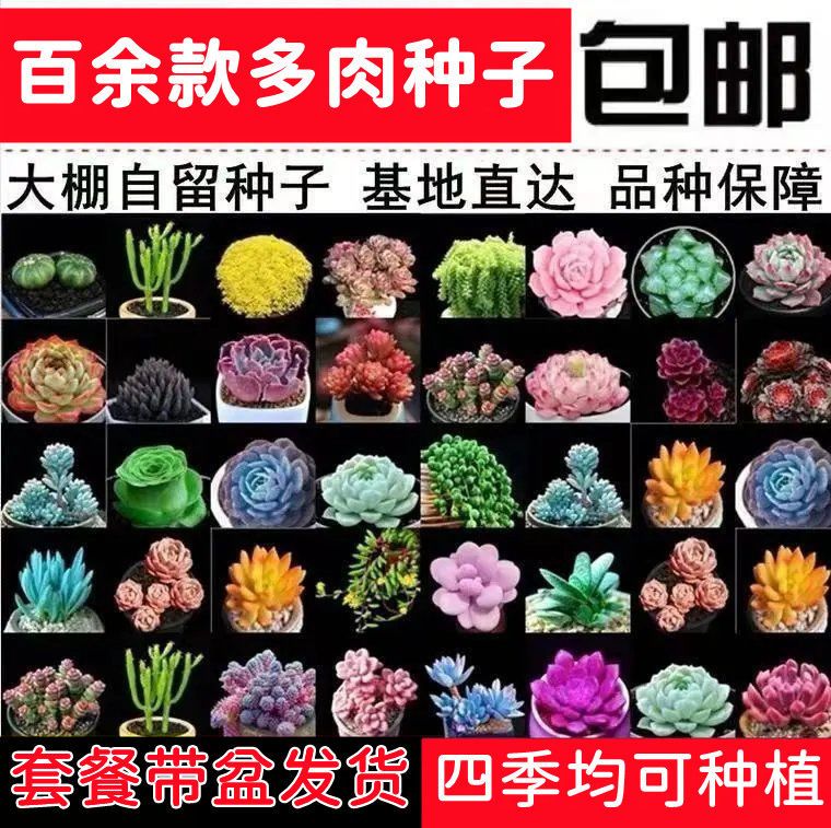 蔬果花卉之家 多肉種子稀有品種多肉種籽四季陽臺盆栽桌面擺放多肉植物花卉種子 露天拍賣 蔬果花卉之家 多肉種子稀有品種多肉種籽四季陽臺盆栽桌面擺放多肉植物花卉種子 露天拍賣