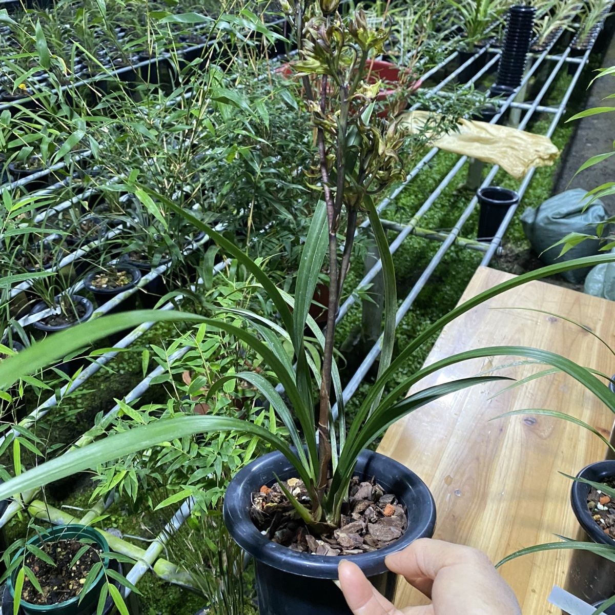 浓香型寒兰奇花桂林牡丹1盆3苗阳台