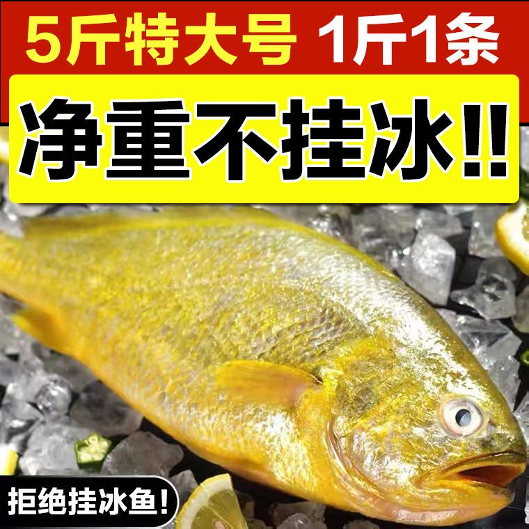 整箱东海大黄花鱼新鲜大黄鱼鲜活冷冻黄生鲜海鲜类批发水产大海鱼 虎窝拼 整箱东海大黄花鱼新鲜大黄鱼鲜活冷冻黄生鲜海鲜类批发水产大海鱼 虎窝拼