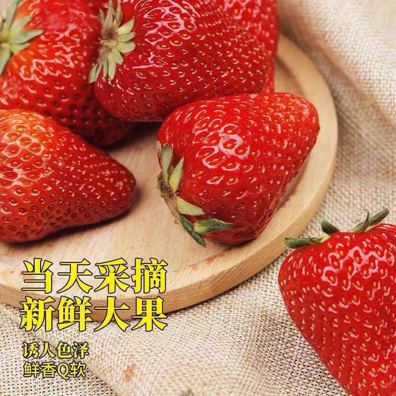 现摘现货红颜99草莓牛奶油草莓新鲜孕妇水果应季商用大甜草莓