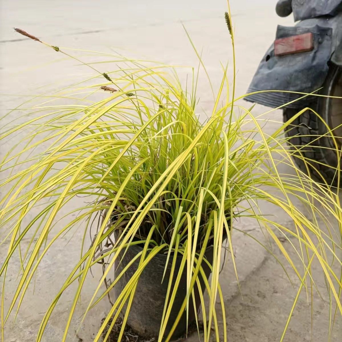 金叶苔草银边草黄金草盆栽花园阳台地被观叶植物四季常青耐寒 虎窝拼