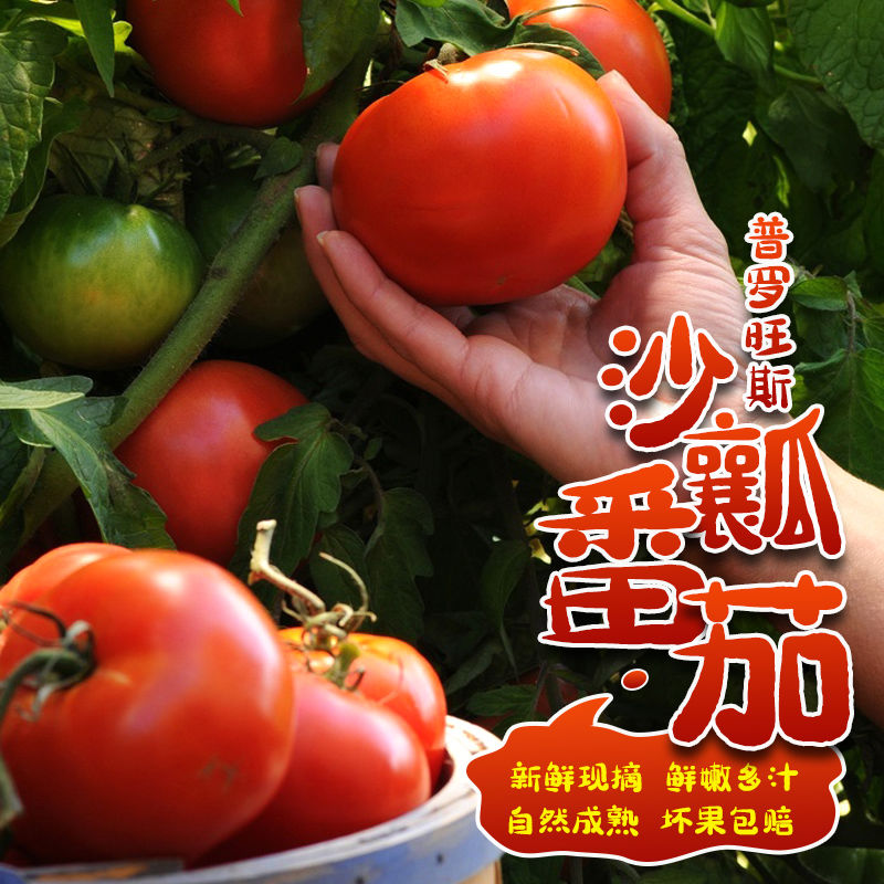 165876-新鲜采摘普罗旺斯番茄5斤西红柿生吃农家自然熟沙瓤蔬菜现摘水果-详情图