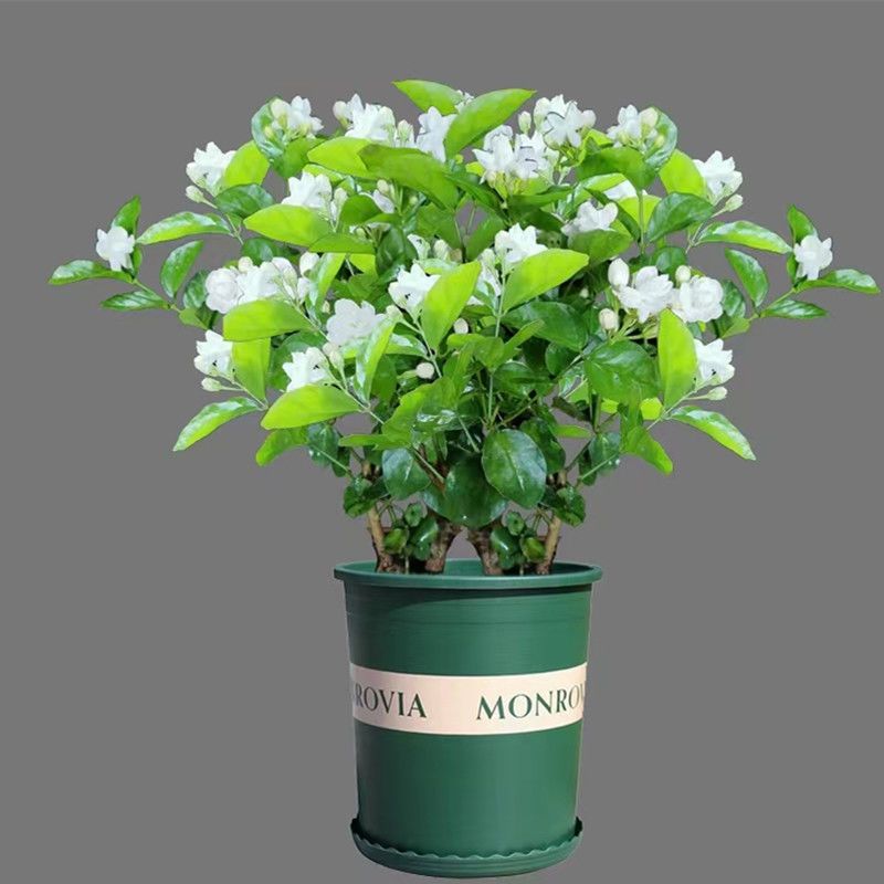 茉莉花苗盆栽带花苞栀子花卉植物室内绿植九里香浓香四季开花好养 虎窝拼