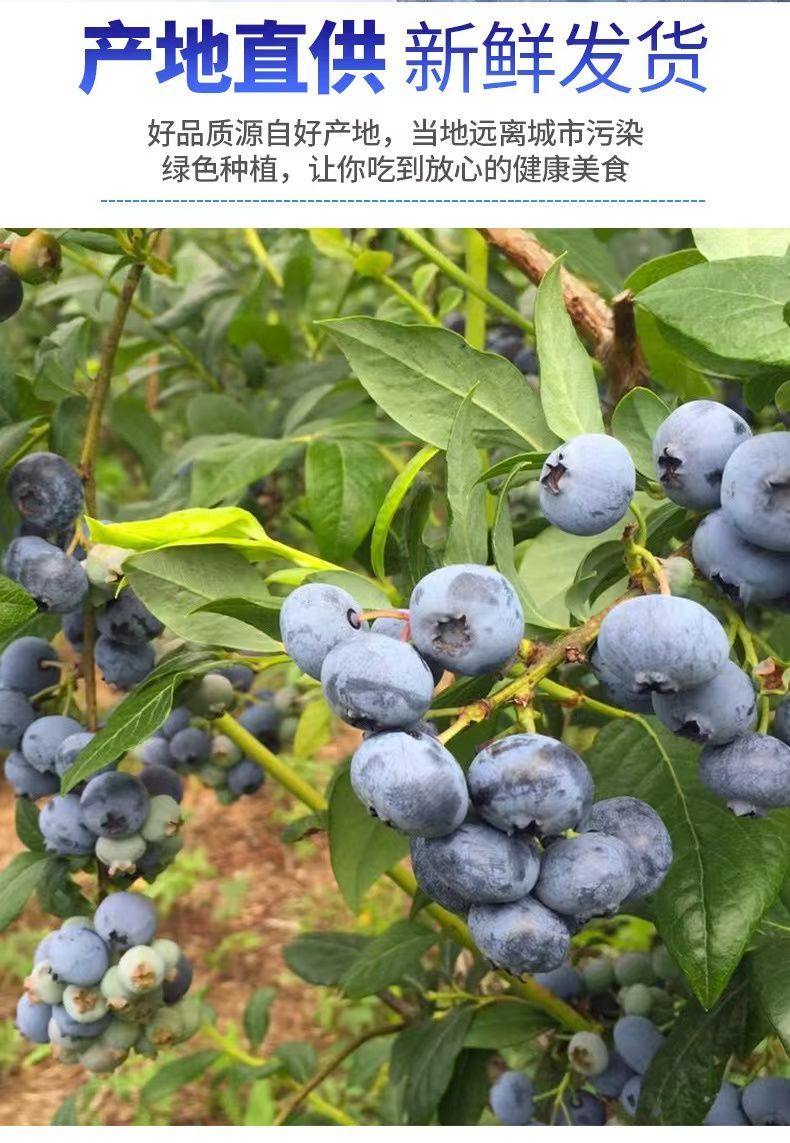 【顺丰包邮】蓝莓大果新鲜蓝莓应季水果现摘蓝莓孕妇宝宝水果批发