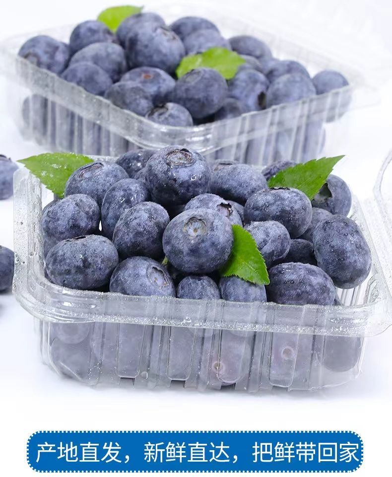 蓝莓大果新鲜蓝莓应季水果现摘蓝莓孕妇宝宝水果