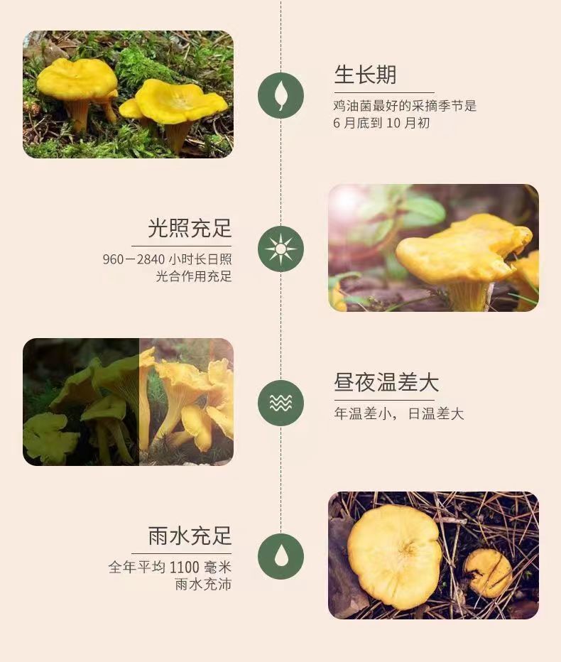 【鸡油菌干货】黄金菇榆黄菌干云南特产非野生菌正品保障新货