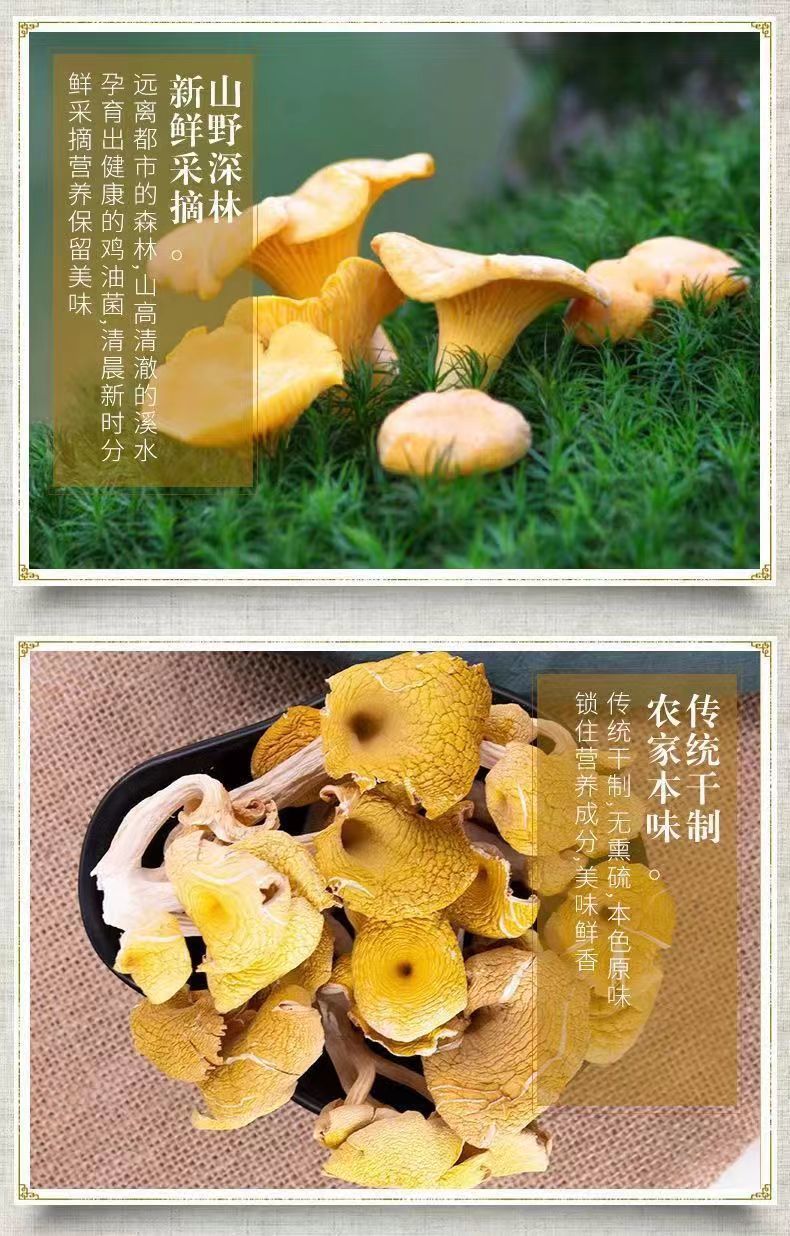 【鸡油菌干货】黄金菇榆黄菌干云南特产非野生菌正品保障新货