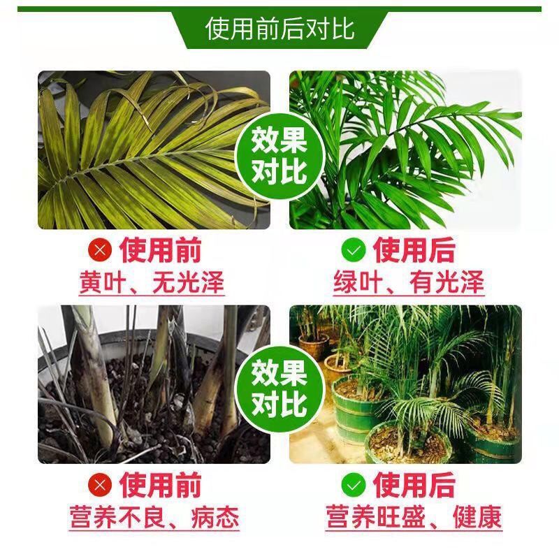 散尾葵专用营养液治黄叶枯叶叶尖发黑干枯落叶免稀释凤尾竹养不死