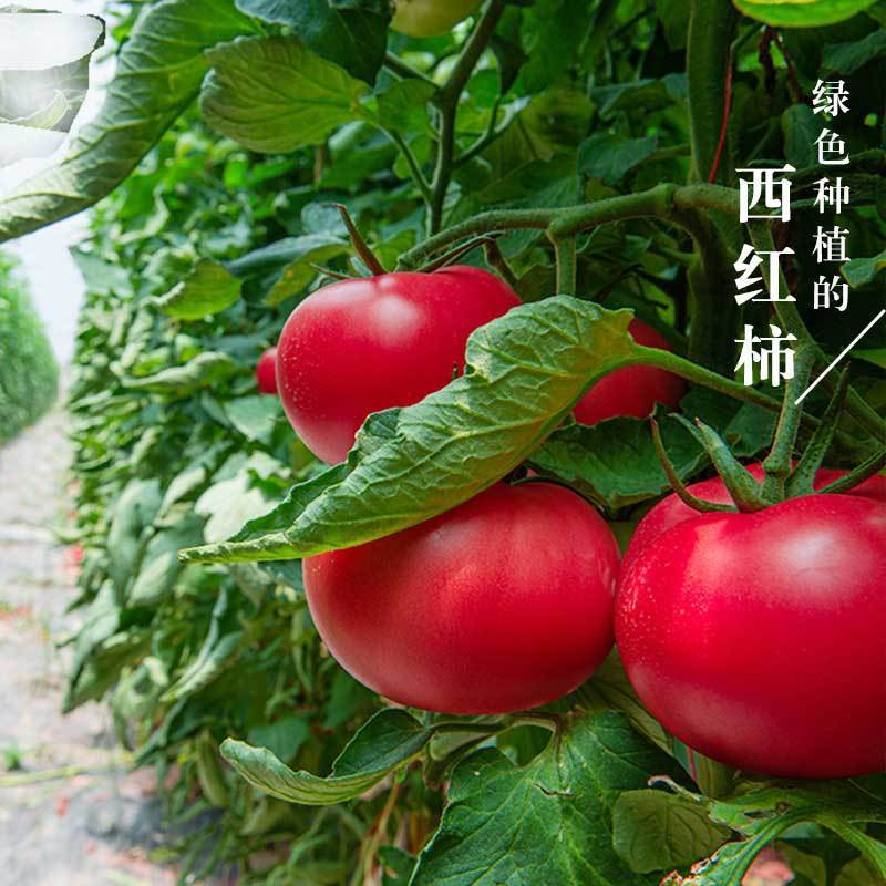 165720-云南普罗旺斯西红柿新鲜现摘自然熟沙瓤西红柿生吃水果新鲜番茄-详情图