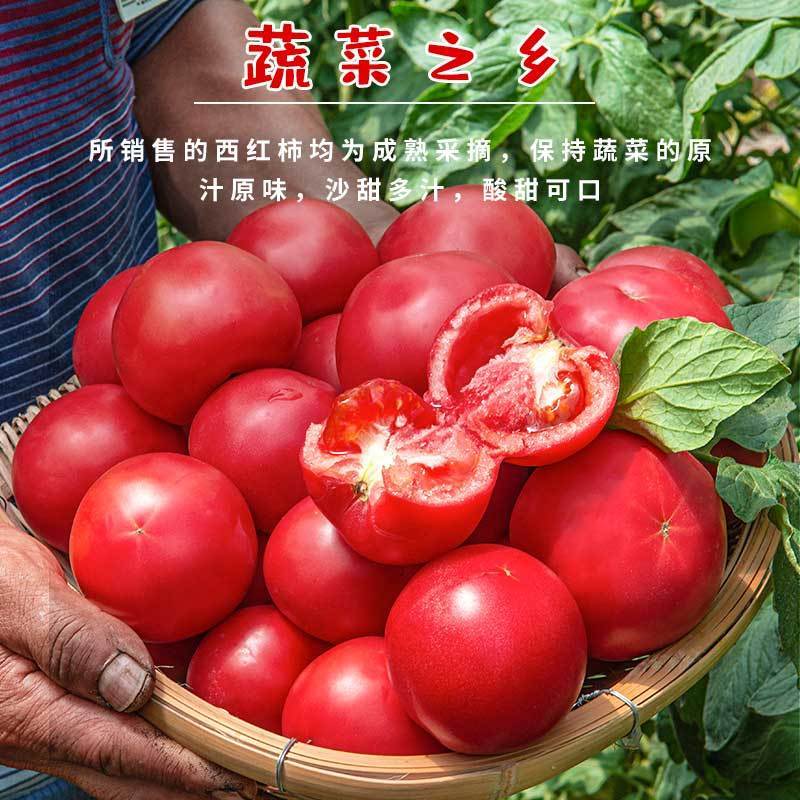 165720-云南普罗旺斯西红柿新鲜现摘自然熟沙瓤西红柿生吃水果新鲜番茄-详情图
