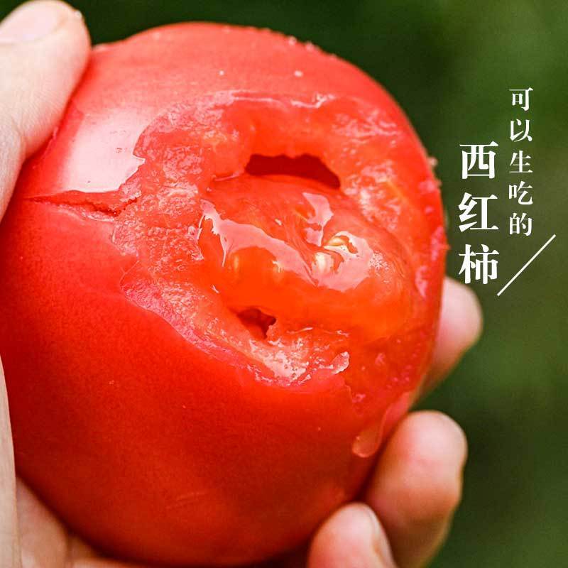 云南普罗旺斯西红柿新鲜现摘自然熟沙瓤西红柿生吃水果新鲜番茄
