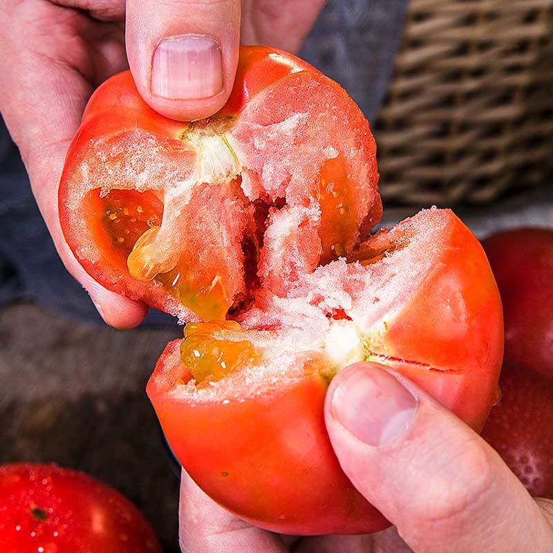 云南普罗旺斯西红柿新鲜现摘自然熟沙瓤西红柿生吃水果新鲜番茄