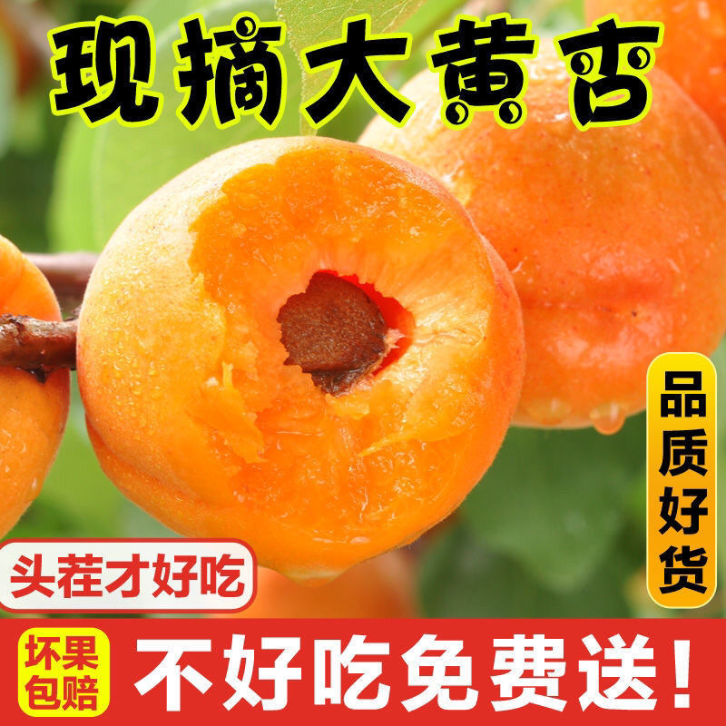 165653-999繁金太阳大黄杏新鲜现摘当季水果包邮正宗陕西大黄杏酸甜可口【7天内发货】-详情图