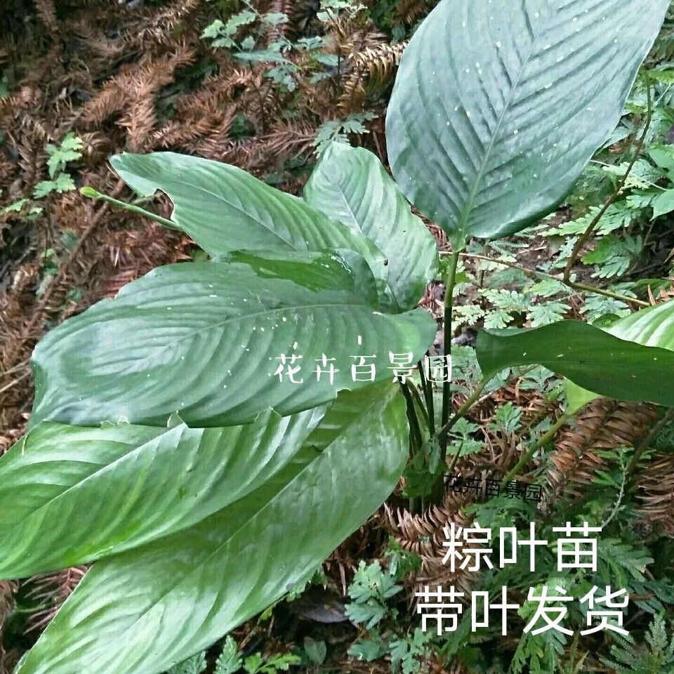 大粽叶种植苗柊叶种植苗广西山地野生苗盆栽菜地种植原殖土包根 虎窝拼