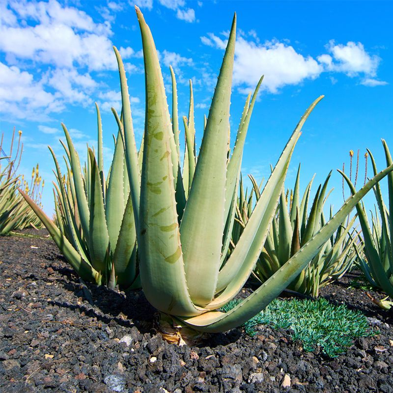 大棵库拉索芦荟盆栽室内可多肉植物专用新鲜芦荟灌肤美容院美容