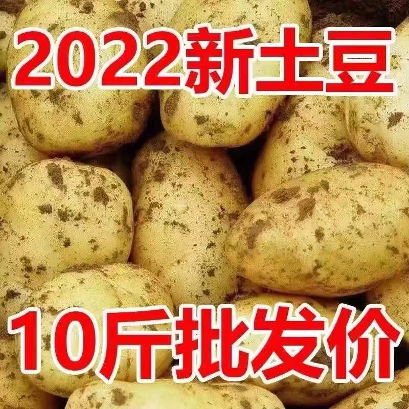 【新鲜土豆批发】黄皮黄心土豆子批发蔬菜当天现挖马铃薯5斤/10斤