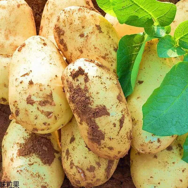 【新鲜土豆批发】黄皮黄心土豆子批发蔬菜当天现挖马铃薯5斤/10斤