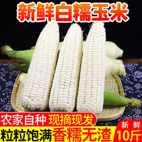 重庆农家特产新鲜白糯玉米黏粘苞米棒子10斤现摘非即食带壳5斤