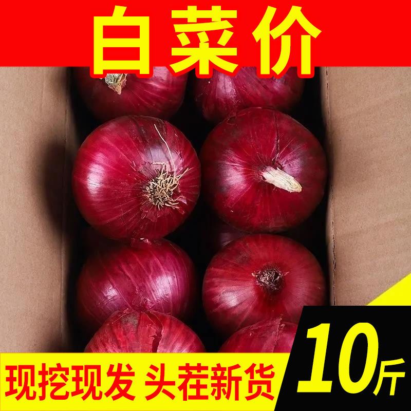 【超低价】新鲜紫皮洋葱批发价小洋葱圆葱头10斤/5斤/3斤新鲜蔬菜