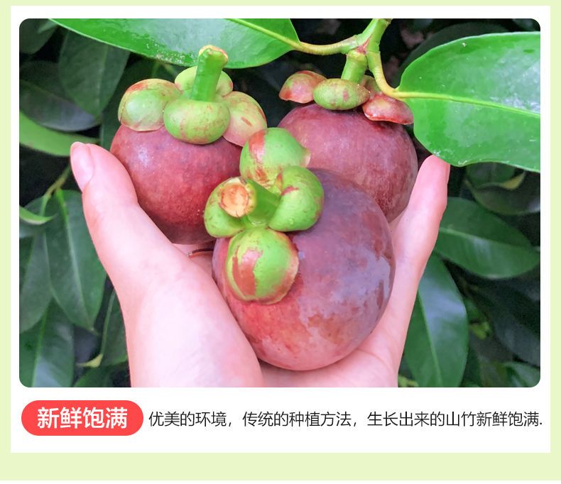 山竹大果2/5/10斤水果新鲜应季批发价5A6A