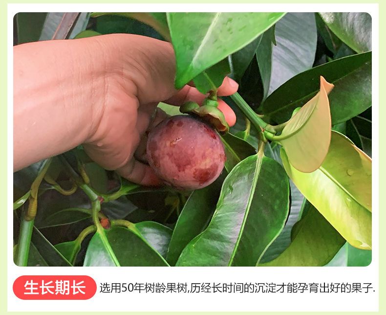 山竹大果2/5/10斤水果新鲜应季批发价5A6A