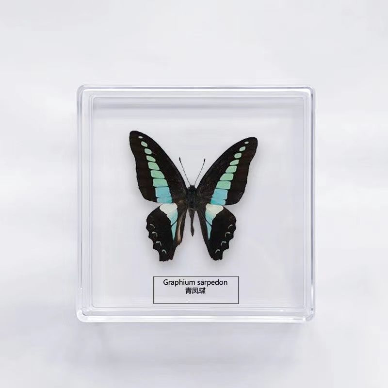真蝴蝶标本昆虫标本精品透明盒桌面摆件拍照摄影生日礼物教学用品