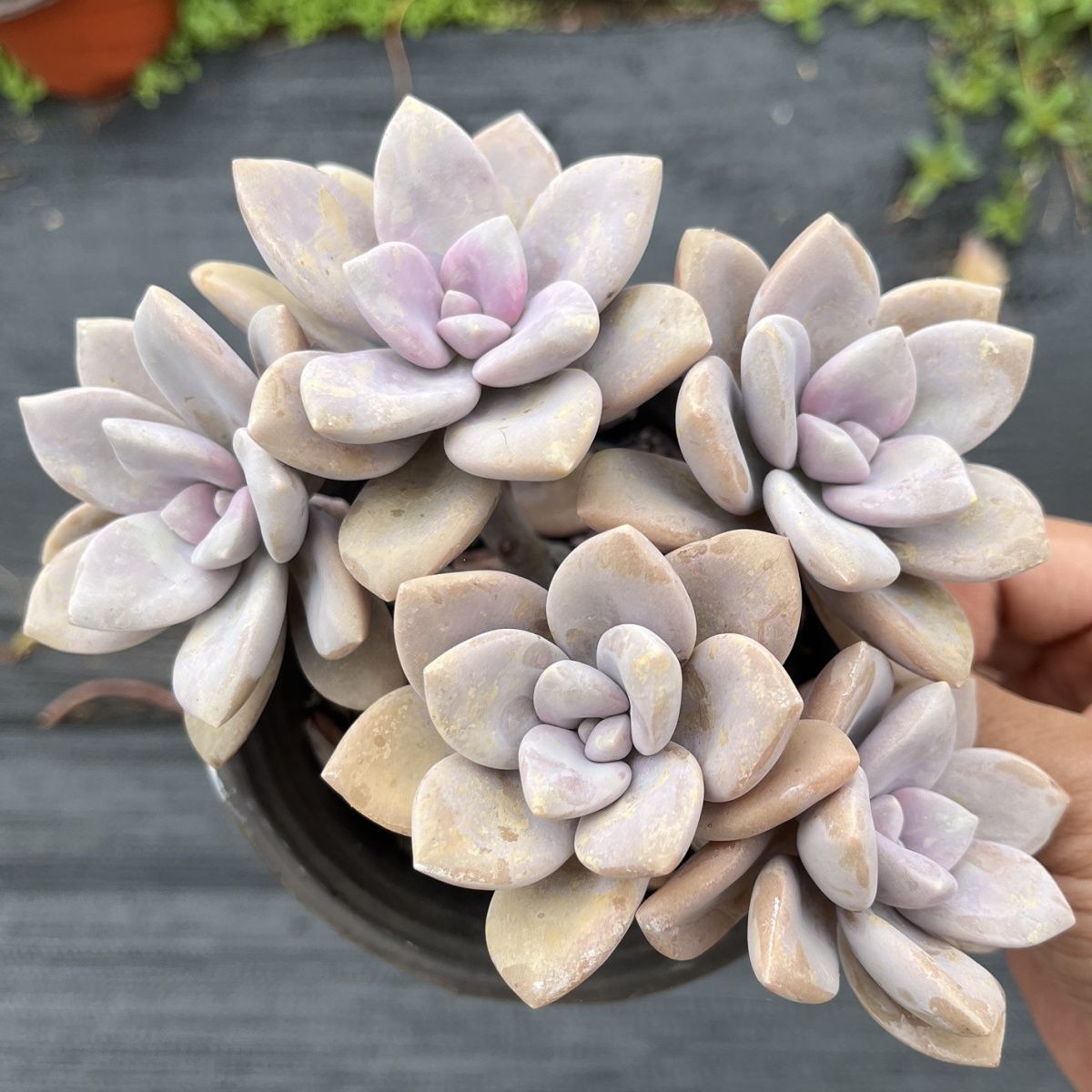 桃霜多肉多头粉色小贵货肉肉整桩无砍美丽可爱小肉肉