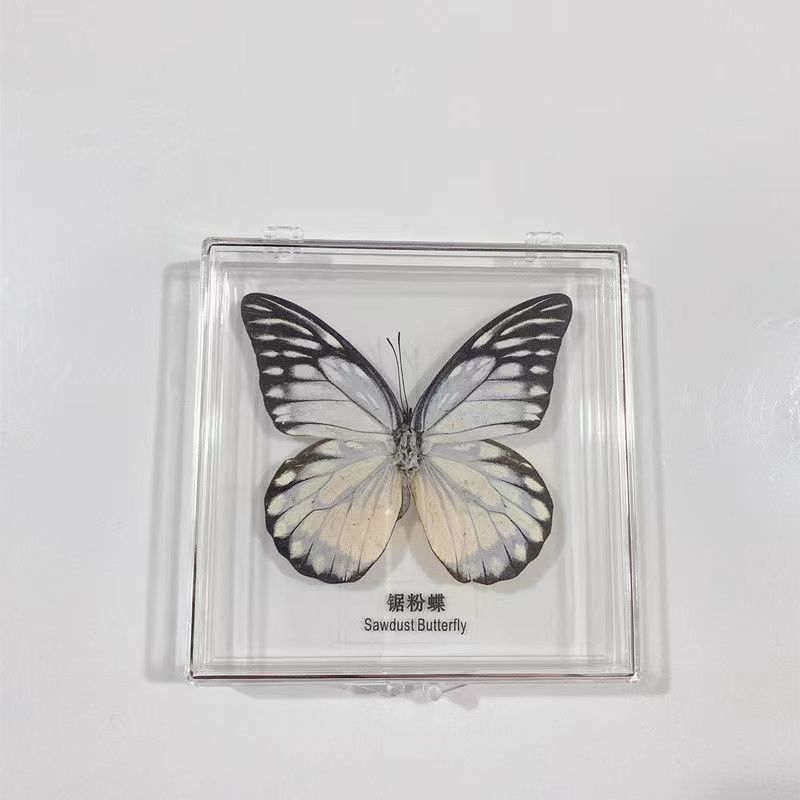 真蝴蝶标本昆虫标本精品透明盒桌面摆件拍照摄影生日礼物教学用品