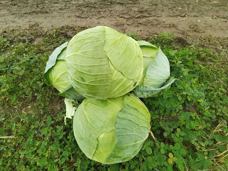 包菜新鲜10斤莲花白生吃卷心菜绿色甘蓝圆白菜蔬菜平铁头2斤