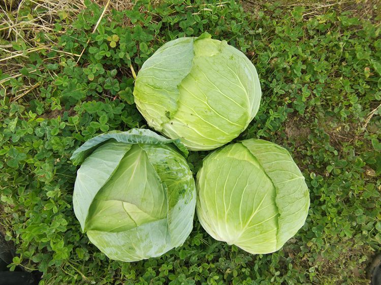 包菜新鲜10斤莲花白生吃卷心菜绿色甘蓝圆白菜蔬菜平铁头2斤