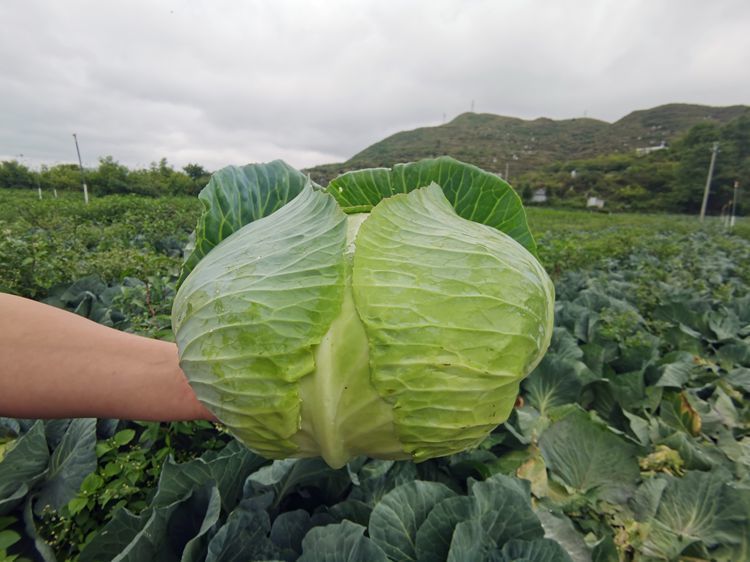 包菜新鲜10斤莲花白生吃卷心菜绿色甘蓝圆白菜蔬菜平铁头2斤