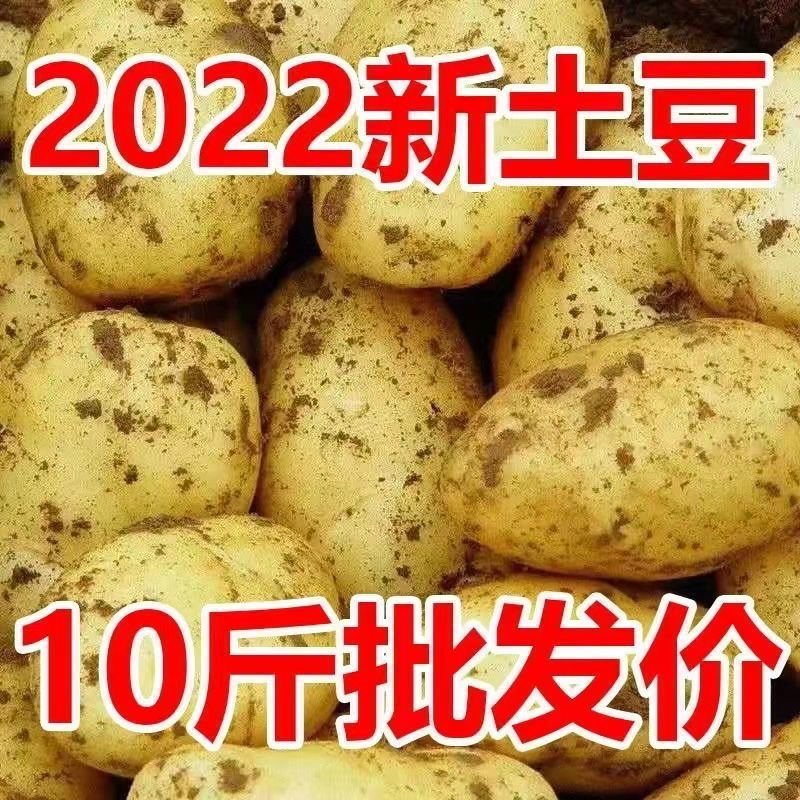 土豆现挖新鲜黄心土豆大个超大号当季蔬菜马铃薯沙面洋芋土豆批发
