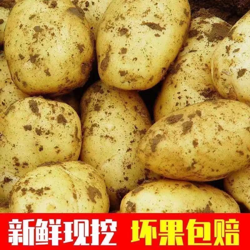 土豆现挖新鲜黄心土豆大个超大号当季蔬菜马铃薯沙面洋芋土豆批发