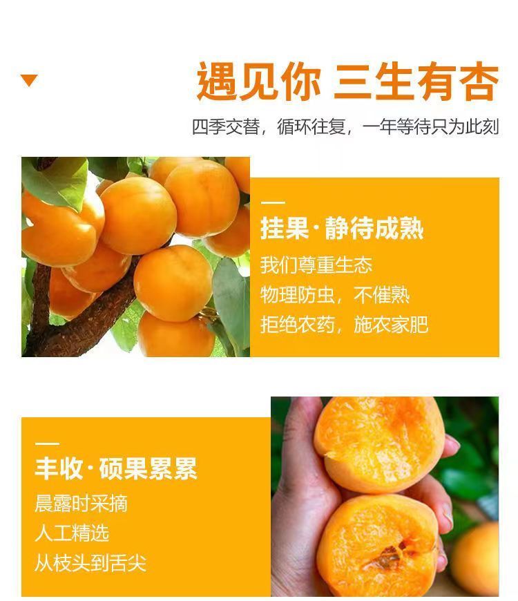 文枝 新鲜香白杏