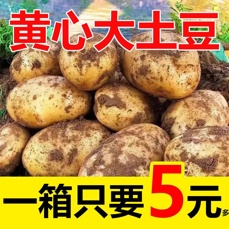 10斤新鲜土豆黄皮黄心现挖小土豆农家自种马铃薯蔬菜批发5斤包邮