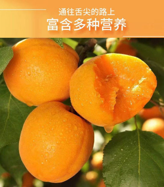 文枝 新鲜香白杏