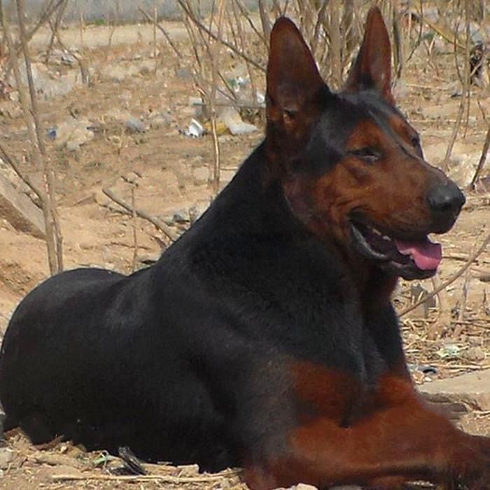 纯种莱州红犬幼犬活体大虎头苏联红犬看家护院狼狗狗大型犬护卫犬