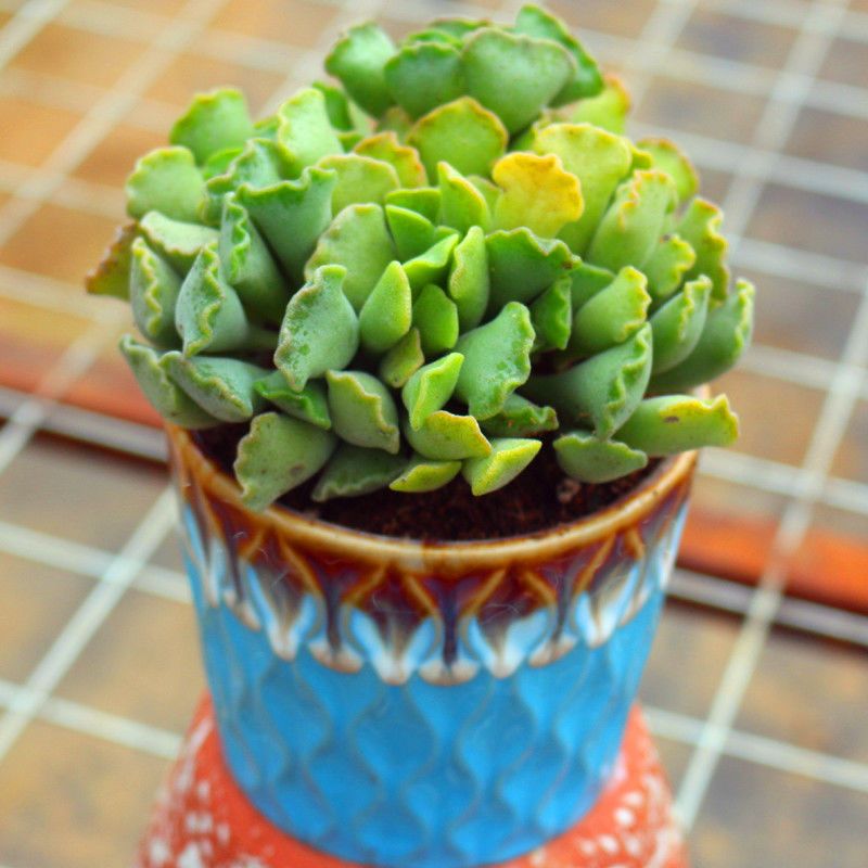 新奇高端精品大颗好养神想曲多肉植物稀有品种办公室防辐射盆栽花